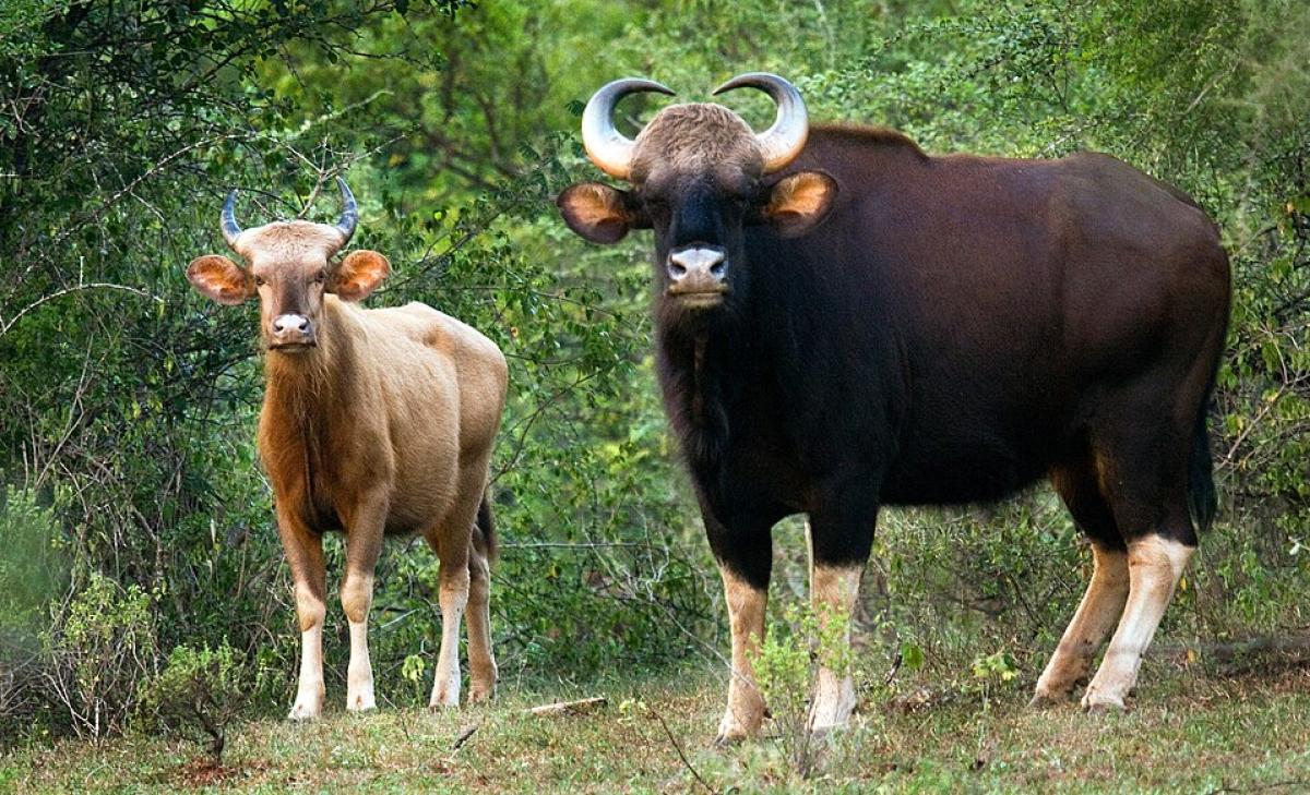 Chinnar Wildlife Sanctuary