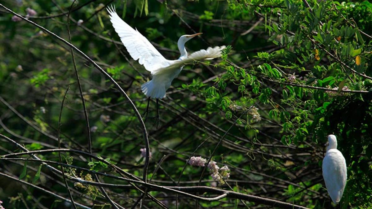 Kumarakom Bird Sanctuary